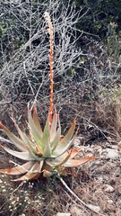 Aloe glauca