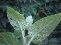 Puccinia arenariae
