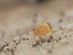 Dicyrtomina ornata
