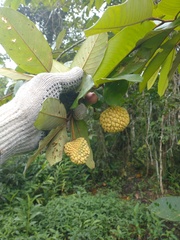 Annona dolabripetala
