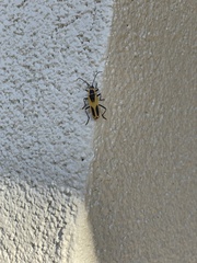 Chauliognathus scutellaris