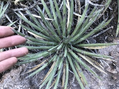 Agave schottii schottii