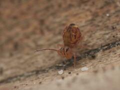 Dicyrtomina ornata