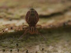 Dicyrtomina ornata