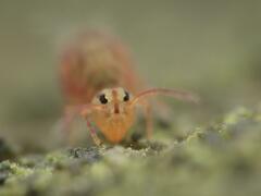 Dicyrtomina ornata