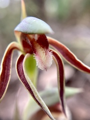 Lyperanthus serratus