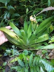 Neomarica decora