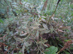 Uromyces pisi-sativi