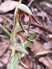 Lyperanthus serratus