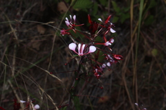 Lopezia racemosa