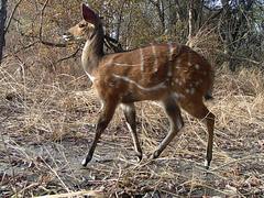 Tragelaphus scriptus