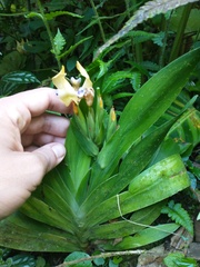 Neomarica decora