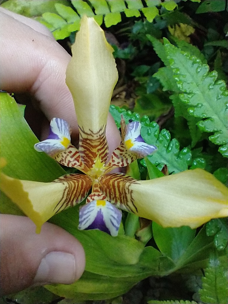 Trimezia decora