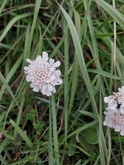 Scabiosa