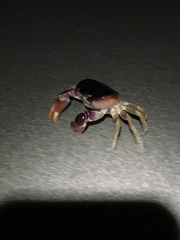 Gecarcinus lateralis