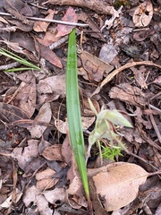 Lyperanthus serratus