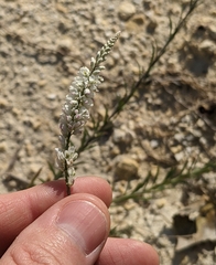 Polygala alba