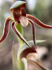 Lyperanthus serratus