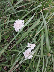 Scabiosa