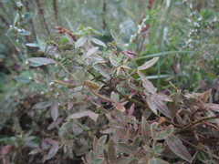 Uromyces pisi-sativi