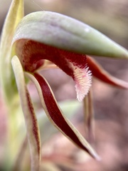 Lyperanthus serratus