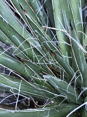 Agave schottii schottii