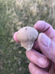 Lycoperdon pratense