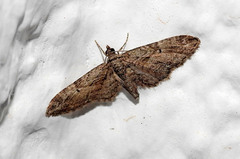 Gymnoscelis rufifasciata