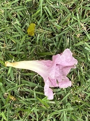 Tabebuia heterophylla