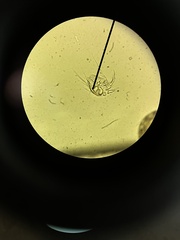 Daphnia