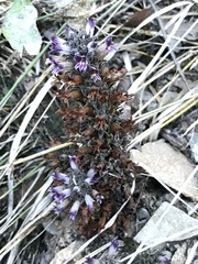 Aphyllon cooperi