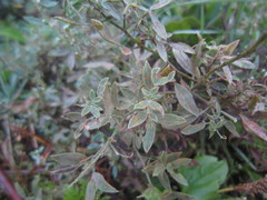 Uromyces pisi-sativi