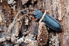 Uleiota planata