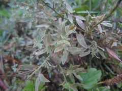 Uromyces pisi-sativi