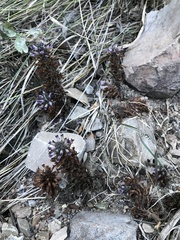 Aphyllon cooperi