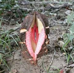 Hydnora abyssinica