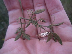 Uromyces pisi-sativi