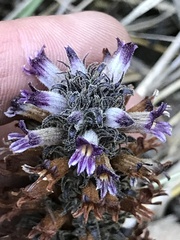 Aphyllon cooperi