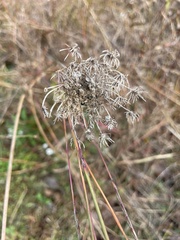 Daucus