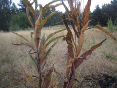 Pucciniastrum epilobii