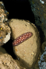 Holothuria sanctori