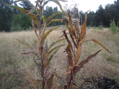 Pucciniastrum epilobii