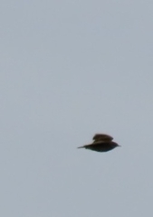 Alauda arvensis
