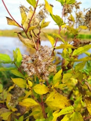 Eupatorium cannabinum