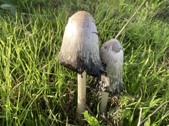 Coprinopsis atramentaria