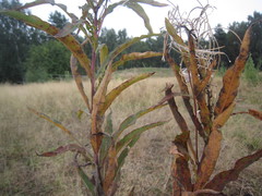 Pucciniastrum epilobii