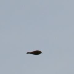 Alauda arvensis