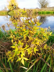 Eupatorium cannabinum