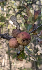 Disholcaspis pruniformis