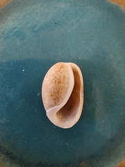 Bulla occidentalis